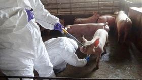 非洲豬瘟,金門,陰性