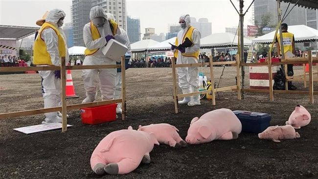 太萌了！豬瘟演習這隻完勝「紙紮豬」
