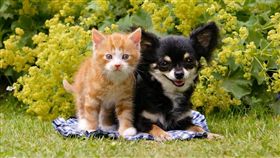 ▲飼養毛孩，從不是件兒戲。（圖／PetTalk：說寵物）