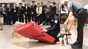 行政院長蘇貞昌14日視察桃園機場非洲豬瘟防疫工作。（圖／行政院提供）