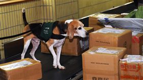 防堵非洲豬瘟　檢疫犬示範偵測豬肉乾製品（1）為防堵非洲豬瘟，中華郵政5日與財政部關務署及農委會動植物防疫檢疫局在台北大安郵局廣場共同舉辦「豬市平安，食事如意－關郵檢聯合防疫檢疫宣導活動」，機場檢疫犬示範實地偵測中國大陸的紙箱包裹，找出豬肉乾等製品。中央社記者施宗暉攝　108年1月5日