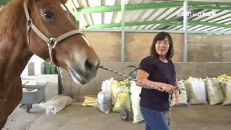 不滿仲介百萬跛馬　學員怒告馬術天后