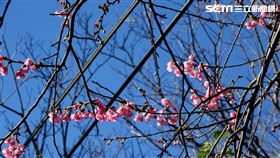 新北市,櫻花,新北賞櫻季,新北市綠美化環境景觀處,賞花快報