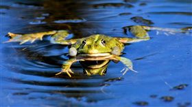 -青蛙-（圖／取自pixabay）