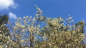 名家專用／旅遊滔客誌／北台灣最大賞梅勝地（勿用）