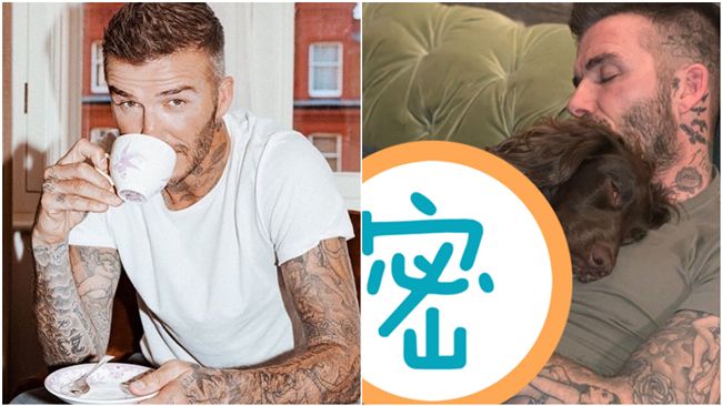 貝克漢愛犬毯超驚人！網：我半年薪水