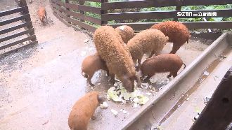 號稱豬肉界和牛！綿羊豬在台成功繁殖