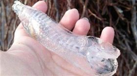 菲律賓,海灘,Salpa Maggi,透明,漁民(圖/翻攝自Diana Mikkelsen)