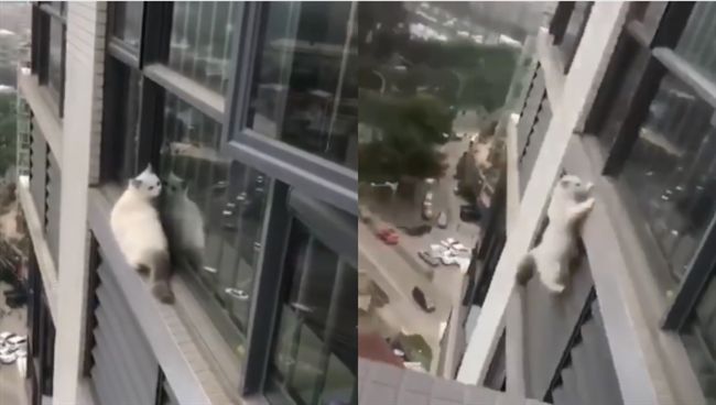 小貓跑出窗外失足　苦撐兩秒後墜樓
