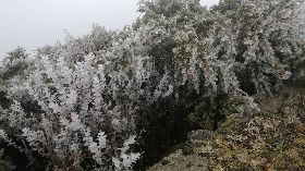 玉山水氣不足　初雪仍未到僅現霧淞