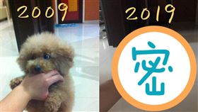 爆廢公社,10年,對比照,毛小孩（圖／翻攝自爆廢公社）