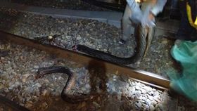 蟒蛇爬過南迴鐵道遭斷三截。圖／翻攝畫面
