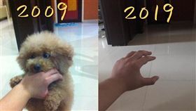 最催淚十年對比照，網友的毛小孩已不再世上只剩一罐毛髮。(圖／翻攝自KL吹水站)