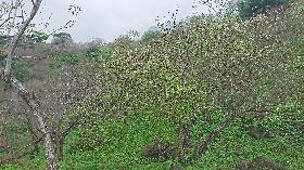 氣溫偏高　台東青梅產量預估大減（1）