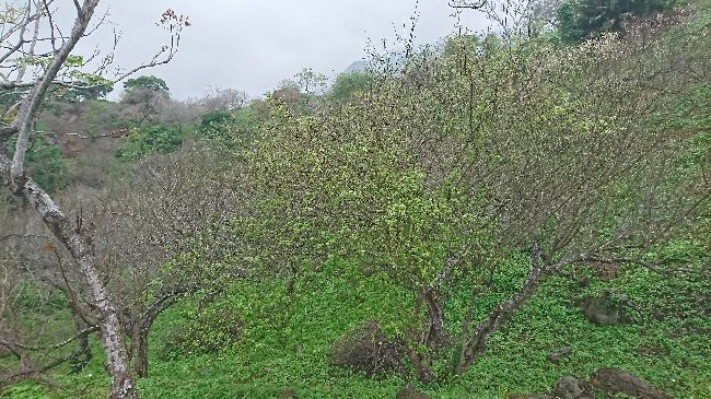 氣溫偏高　今年台東青梅產量預估大減