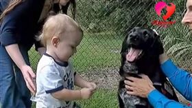 （圖／翻攝自YouTube）美國,虐嬰,保母,忠犬
