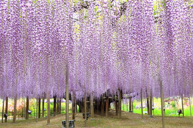 春遊日本關東賞紫藤花瀑布、芝櫻花毯