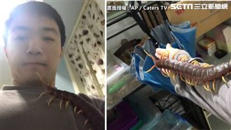 43cm蜈蚣當寵物養！飼主紅到國外