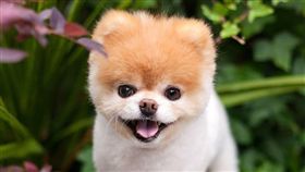 網紅博美狗Boo今辭世　網哭：與好兄弟天堂團圓了（圖／翻攝自Boo臉書）