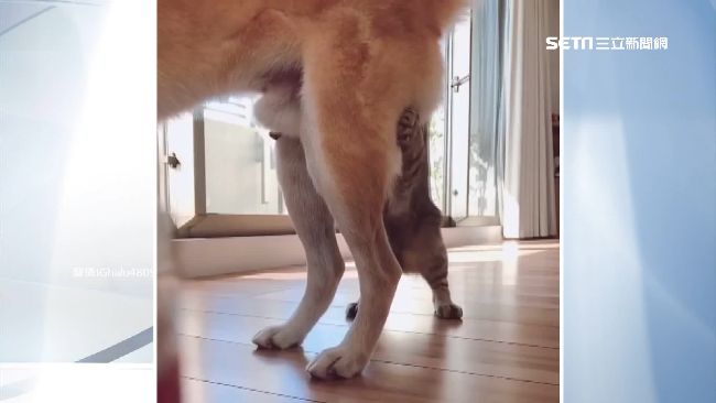 柴犬屁屁太誘人！虎斑情不自禁撲上去