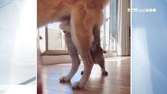 柴犬屁屁太誘人！虎斑情不自禁撲上去