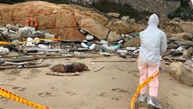 死豬漂至金門田埔岸際　現場封鎖戒護非洲豬瘟蔓延之際，海巡署金馬澎分署第九（金門）岸巡隊31日在金沙鎮田埔岸際沙灘發現一隻死亡豬隻，隨即在現場設封鎖線，人員穿上防疫裝備戒護，並通報金門縣動植物防疫所等單位前往處理。（金門岸巡隊提供）中央社記者黃慧敏傳真　107年12月31日