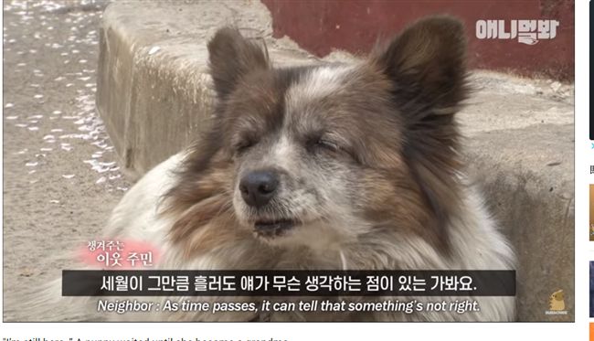 一句你在這等我！忠犬苦等十年不死心