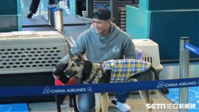 ▲陳偉殷帶2隻流浪犬飛往美國。（圖／記者蕭保祥攝影）