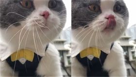 貓咪,怪聲,喵星人,寵物,貓奴（圖／翻攝自9gag Instagram）
