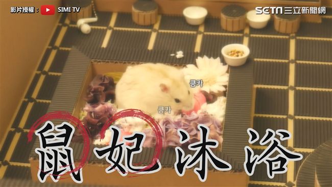 超逼真「鼠鼠澡堂」！網笑讚：好鼠命
