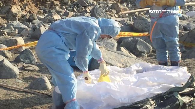 本島防線破？恆春半島現「海漂豬頭」
