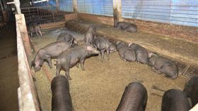 展現強力防疫決心 雲林縣府加強養豬場聯合稽查，雲林養豬場，圖／翻攝自雲林縣政府官網