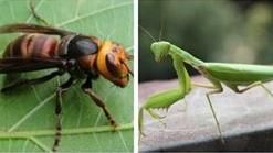 ▲螳螂VS虎頭蜂（圖／翻攝網路）