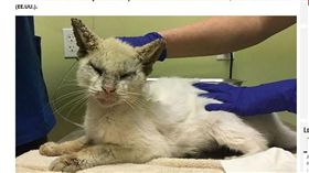 異色瞳,流浪,貓,寄生蟲（圖／翻攝自RT News）