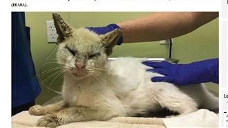 「瞎眼浪貓」全身蟲　治療後轉變美哭