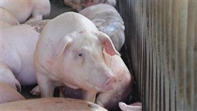 禁用廚餘養豬雲縣完成清查107場雲林縣政府20日表示，禁用廚餘養豬聯合稽查，已完成全縣107場清查，其中由環保局開罰3場、有11場現有飼養長成出售就不再飼養或考慮轉型、3場使用事業（餐廳等）廚餘待公告撤銷，其餘都轉型飼料養豬。（資料照片）中央社記者葉子綱攝  108年1月20日