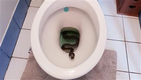 蟒蛇,馬桶,澳洲（圖／翻攝自Brisbane Snake Catchersfb）
