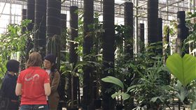 辜嚴倬雲植物保種中心收藏逾3萬種植物活體屏東辜嚴倬雲植物保種中心資深蒐藏經理陳俊銘表示，保種中心共有35名專業人員，負責17棟溫網室與2棟恆溫房，目前已收藏全世界超過3萬3000多種植物活體。中央社記者郭芷瑄攝　108年1月18日