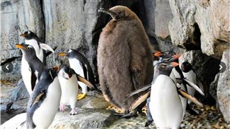 蓬毛企鵝鶴立雞群　網笑：工讀生出來