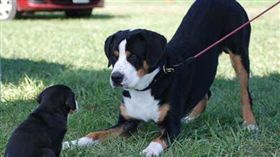 名家專用／毛起來MAOUP／狗語翻譯機（勿用）