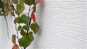 常春藤
https://www.flickr.com/photos/35043861@N08/5446235103/in/photolist-259AmAj-259AmoW-25dhu7T-23RfjX2-25dhueM-259AmHo-2e9Dmqm-2eejkSV-2eejwLi-n4Mt3q-mL4Y58-9ignXe-2aycBny