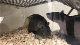 國研院實驗動物中心搬新家　6500籠飼養空間歷經十年，斥資新台幣20億元打造的國家生技研究園區G棟實驗動物中心17日啟用，提供6500籠的飼育空間，每一籠位視動物大小可飼養1到5隻不等，全年恆溫、恆濕，還有24小時空氣調節。中央社記者劉麗榮台北攝　108年1月17日