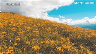 花蓮金針花季　此生必看花季之一