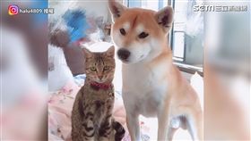 狗狗貓咪