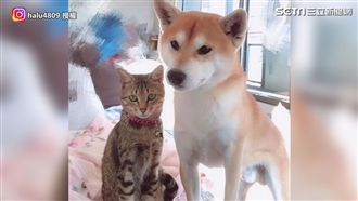 柴柴美尻惹喵皇下手　忘情飛撲抓屁屁