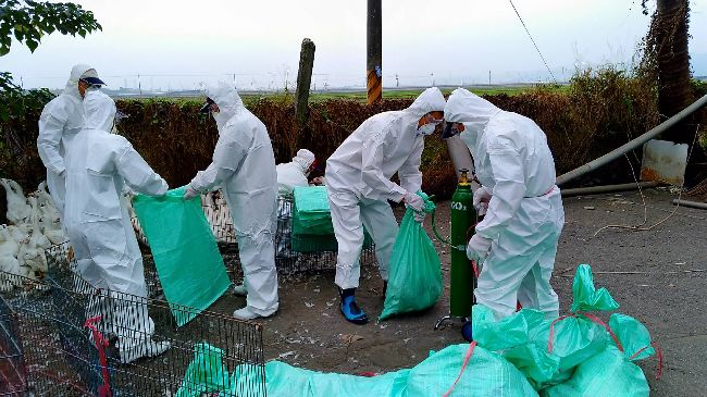 肉鴨場上市預警監測　檢出禽流感