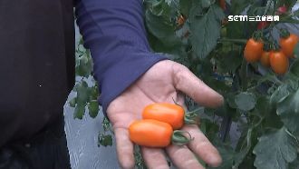 貨出不去！小番茄價跌果農求助韓國瑜