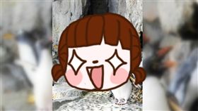 日本,企鵝,工讀生,仙台,水族館,雛鳥,換毛,照片,動物,　圖／翻攝自推特　