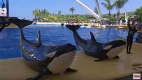 （圖／翻攝自DW Documentary YouTube）西班牙,虎鯨,殺子,海洋公園,抵制