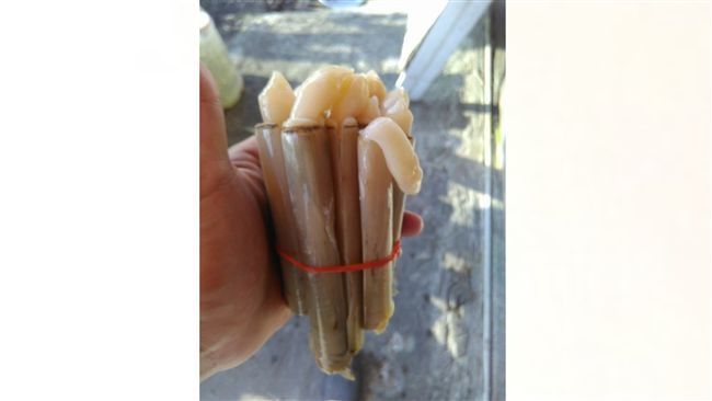 他曝超奇特神秘美食　網驚：鮑魚等級